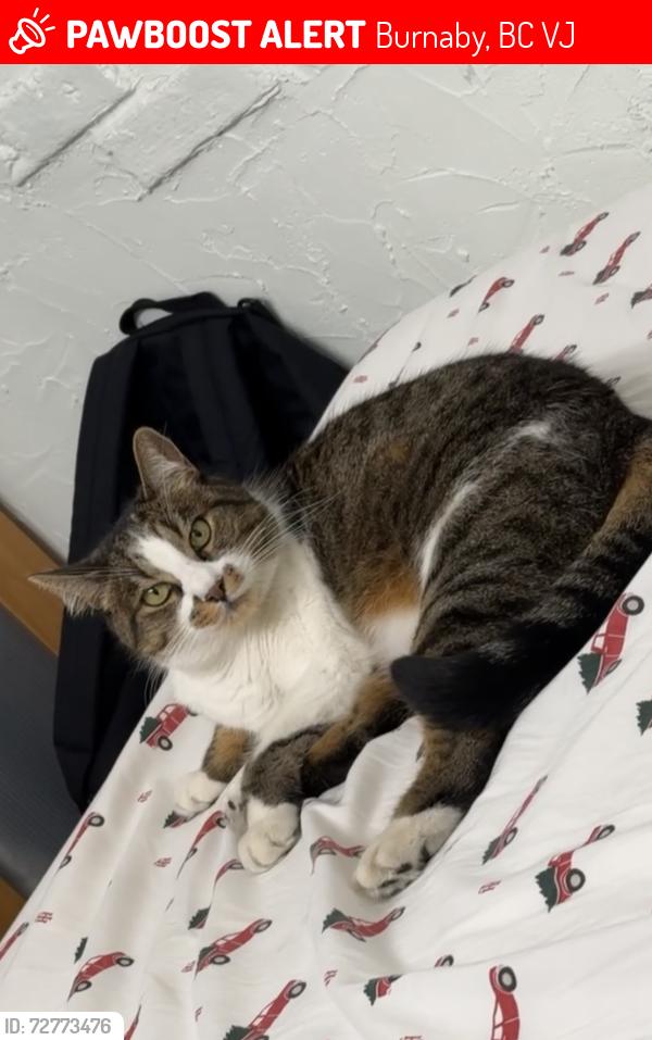 Lost Female Cat last seen Near Rumble St and Boundary Rd, Burnaby, BC V5J
