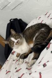 Lost Female Cat last seen Near Rumble St and Boundary Rd, Burnaby, BC V5J