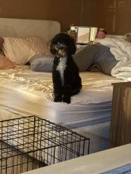 Lost Female Dog last seen Brock reserve, Beaumont, SA 5066