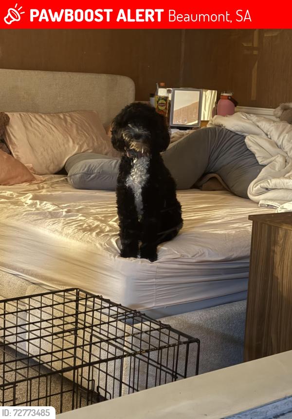 Lost Female Dog last seen Brock reserve, Beaumont, SA 5066