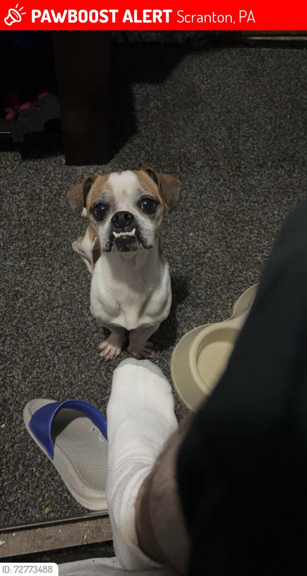 Lost Male Dog last seen Capouse Ave and Sanderson Ave , Scranton, PA 18509