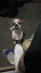 Lost Male Dog last seen Capouse Ave and Sanderson Ave , Scranton, PA 18509