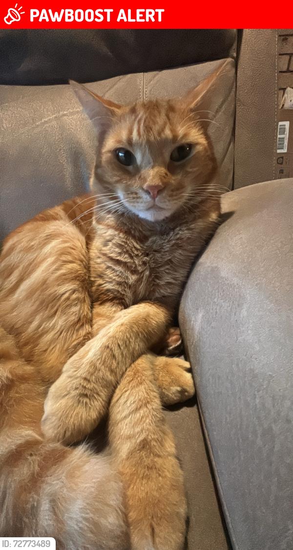 Lost Male Cat last seen Gowan Rd, Sunnybank Hills, QLD 4109
