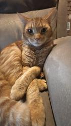Lost Male Cat last seen Gowan Rd, Sunnybank Hills, QLD 4109