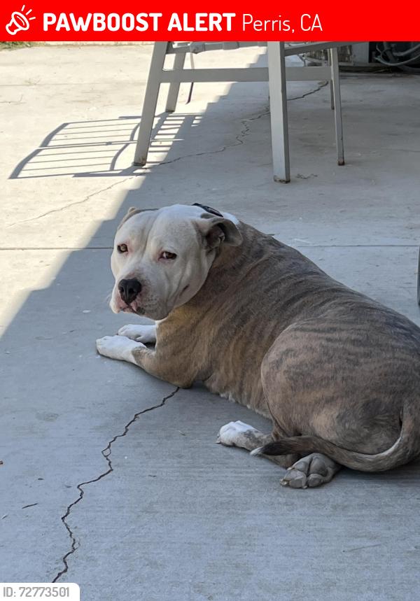 Lost Female Dog last seen Last seen between Redlands and citrus, Perris, CA 92571