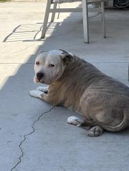 Lost Female Dog last seen Last seen between Redlands and citrus, Perris, CA 92571