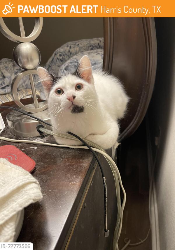 Found/Stray Male Cat last seen Aldine Wesfield , Harris County, TX 77032