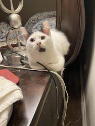 Found/Stray Male Cat last seen Aldine Wesfield , Harris County, TX 77032