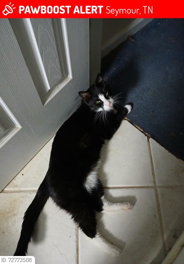 Lost Male Cat last seen Near old Sevierville pike, Seymour, TN 37865
