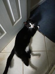Lost Male Cat last seen Near old Sevierville pike, Seymour, TN 37865