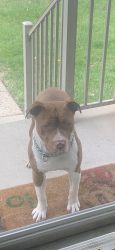 Found/Stray Male Dog last seen Pickford & Sumner (Near Claude Allison Park), Redford Township, MI 48239