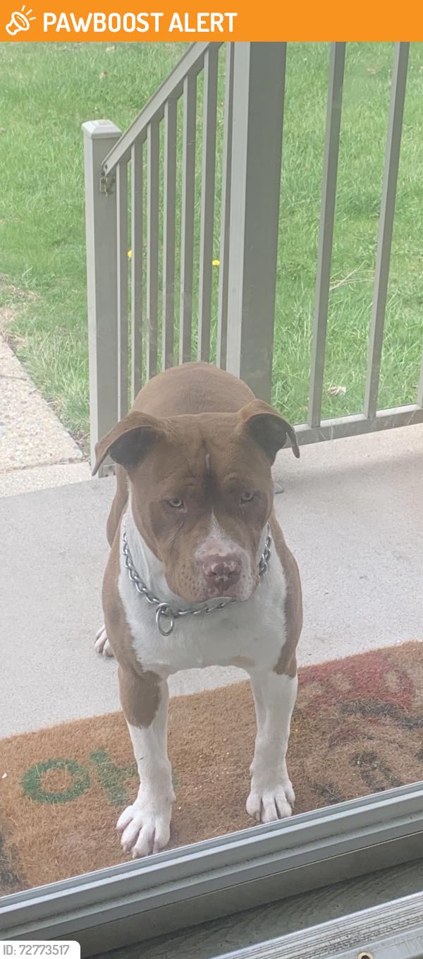 Found/Stray Male Dog last seen Pickford & Sumner (Near Claude Allison Park), Redford Township, MI 48239