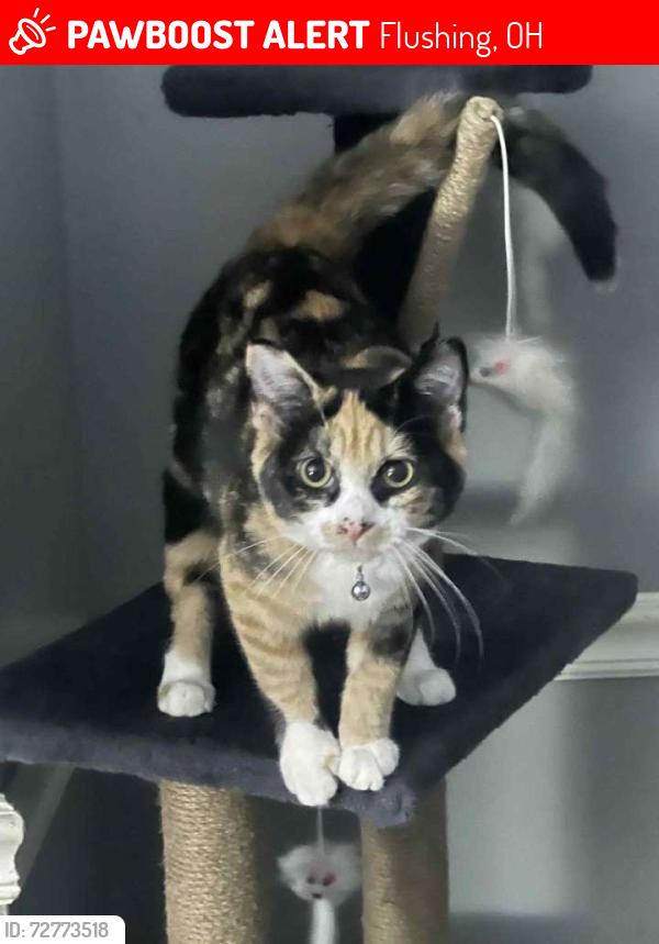 Lost Female Cat last seen Near Morristown St Flushing, OH  43977 United States, Flushing, OH 43977