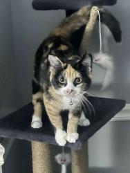 Lost Female Cat last seen Near Morristown St Flushing, OH  43977 United States, Flushing, OH 43977