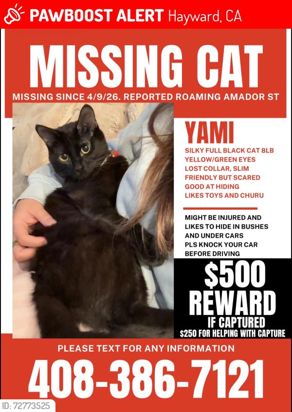 Lost Female Cat last seen Amador St and Fern Leaf Way playground, Hayward, Hayward, CA 94541