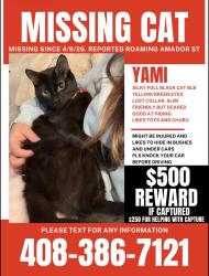 Lost Female Cat last seen Amador St and Fern Leaf Way playground, Hayward, Hayward, CA 94541