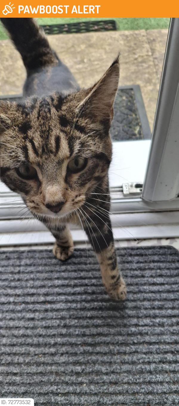 Found/Stray Male Cat last seen Clements rd, stoney Lane., West Midlands, England B25 8SB
