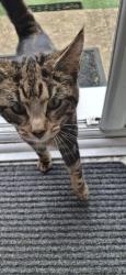 Found/Stray Male Cat last seen Clements rd, stoney Lane., West Midlands, England B25 8SB