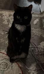 Lost Male Cat last seen Aldine and Richalle Brighton, MI, Brighton, MI 48116