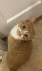 Found/Stray Female Cat last seen Eppes Falls Rd and Winterpock, Chesterfield, VA 23838