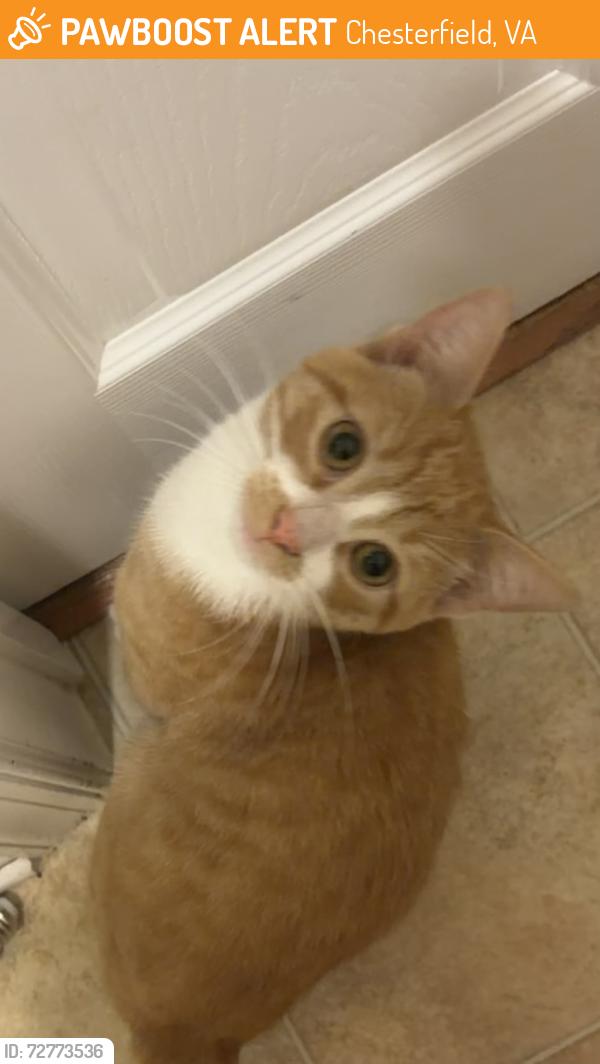 Found/Stray Female Cat last seen Eppes Falls Rd and Winterpock, Chesterfield, VA 23838