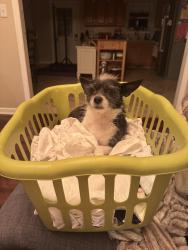 Lost Female Dog last seen Browntown Road, Chattanooga, TN 37415