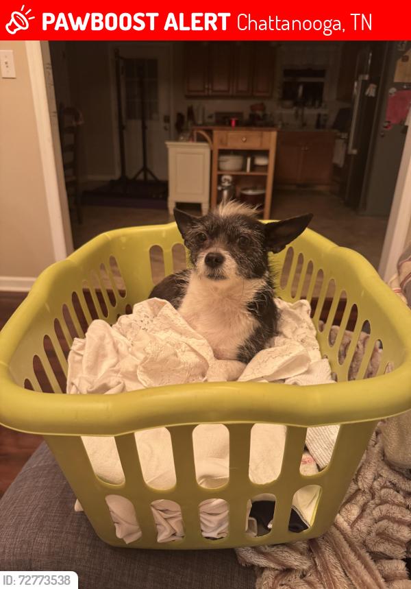 Lost Female Dog last seen Browntown Road, Chattanooga, TN 37415