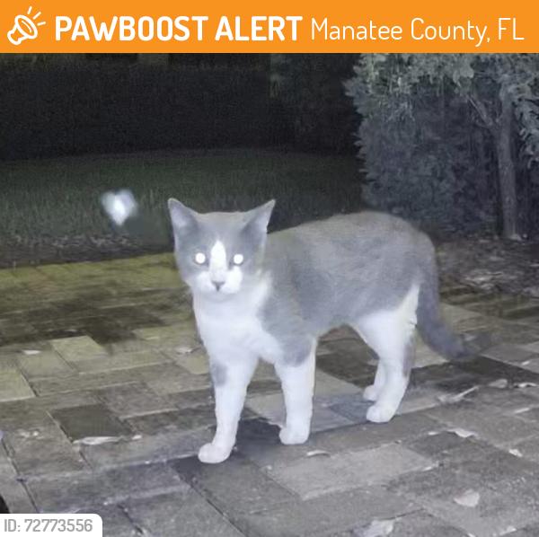 Found/Stray Unknown Cat last seen Grand Estuary Trl, Manatee County, FL 34212