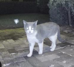 Found/Stray Unknown Cat last seen Grand Estuary Trl, Manatee County, FL 34212