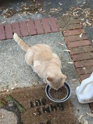 Found/Stray Male Cat last seen Potomac Drive, Greensboro, NC 27403