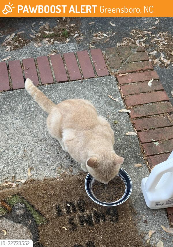 Found/Stray Male Cat last seen Potomac Drive, Greensboro, NC 27403