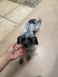 Found/Stray Female Dog last seen Near beechnut st houston TX 77407, Houston, TX 77083