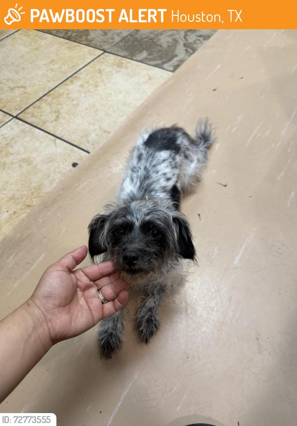 Found/Stray Female Dog last seen Near beechnut st houston TX 77407, Houston, TX 77083
