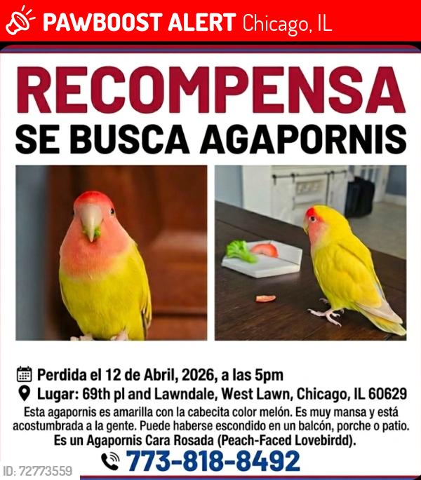 Lost Female Bird last seen 69thpl and Lawndale, West Lawn 60629, Chicago, IL 60629