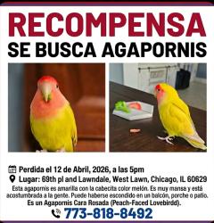 Lost Female Bird last seen 69thpl and Lawndale, West Lawn 60629, Chicago, IL 60629