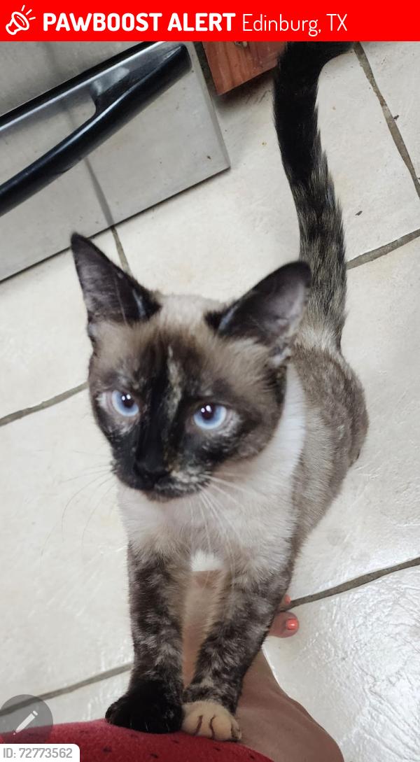 Lost Female Cat last seen Between 7 mile & 8 mile on Ware road, Edinburg, TX 78541