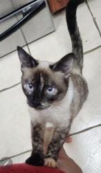 Lost Female Cat last seen Between 7 mile & 8 mile on Ware road, Edinburg, TX 78541