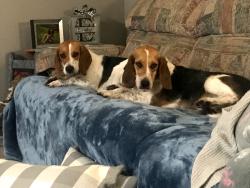 Lost Female Dog last seen Near Dutch Rd, Mt Pleasant, NC 28124, Mount Pleasant, NC 28124