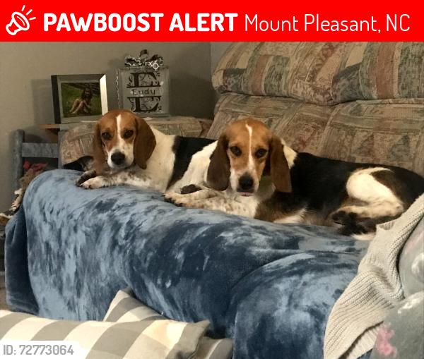 Lost Female Dog last seen Near Dutch Rd, Mt Pleasant, NC 28124, Mount Pleasant, NC 28124