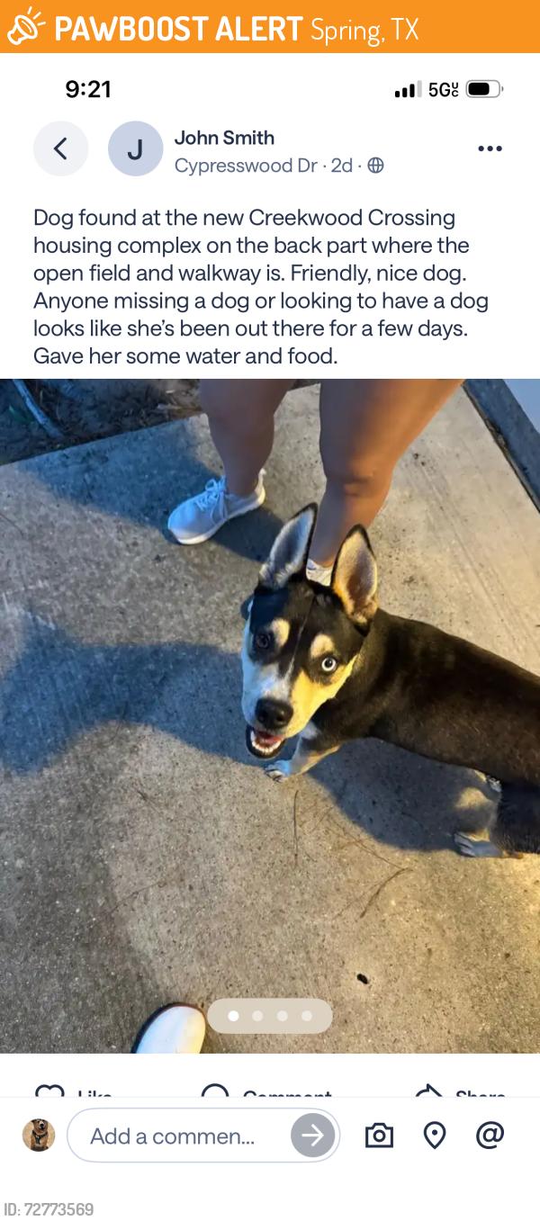 Found/Stray Female Dog last seen At the trail behind the neighborhood, Spring, TX 77373