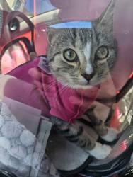 Lost Female Cat last seen Nearby 301, Lucama, NC 27851