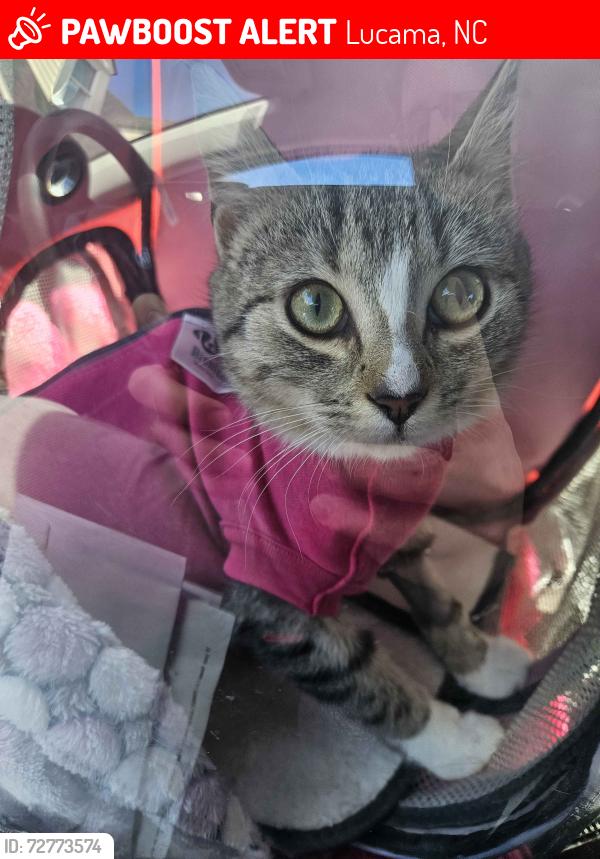 Lost Female Cat last seen Nearby 301, Lucama, NC 27851