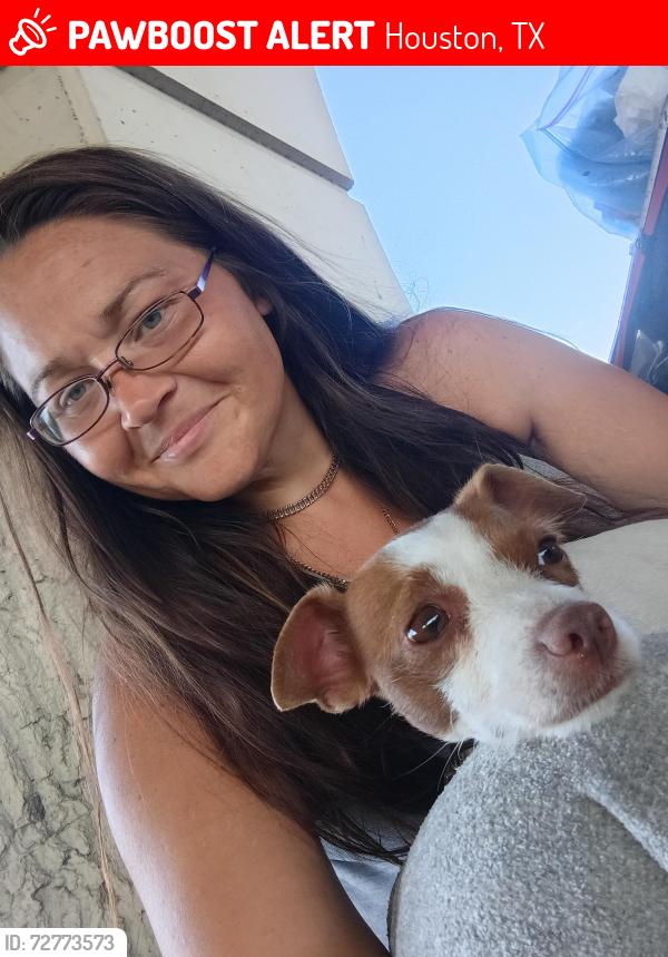 Lost Female Dog last seen Ella TC jester , Houston, TX 77008