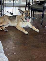 Found/Stray Male Dog last seen Sprouts, market, Federal Highway, Deerfield Beach, FL, Deerfield Beach, FL 33442