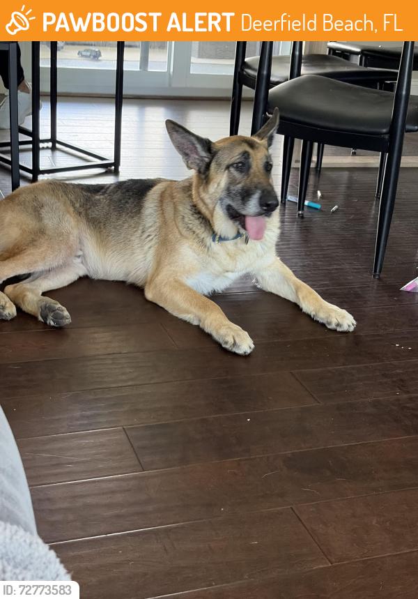 Found/Stray Male Dog last seen Sprouts, market, Federal Highway, Deerfield Beach, FL, Deerfield Beach, FL 33442