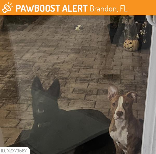 Found/Stray Male Dog last seen Storington and providence lakes blvd, Brandon, FL 33511