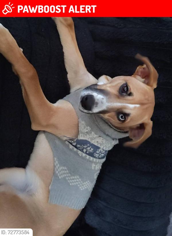 Lost Female Dog last seen New Martinsville Grade School , New Martinsville, WV 26155
