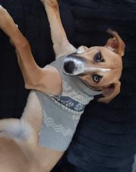 Lost Female Dog last seen New Martinsville Grade School , New Martinsville, WV 26155