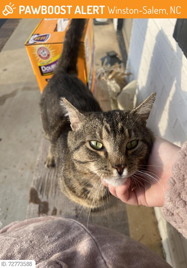 Found/Stray Unknown Cat last seen Walmart on Hanes Mill, Winston-Salem, NC 27105