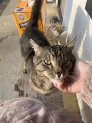 Found/Stray Unknown Cat last seen Walmart on Hanes Mill, Winston-Salem, NC 27105
